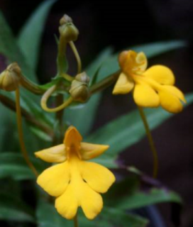 Habenaria rhodocheila Yellow - zatahující rostlina
