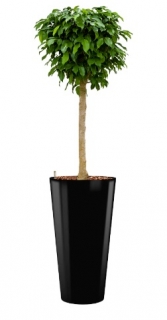 Ficus benjamina Columnar - Runner black