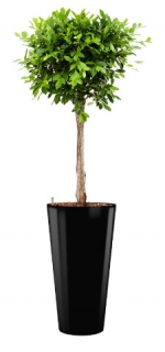 Ficus nitida - Runner black