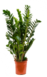 zamioculcas - Zamioculcas zamiifolia - 100 cm