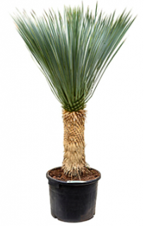 Yucca rostrata 130 cm