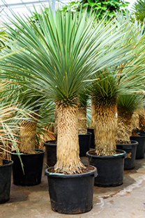 Yucca rostrata 140 cm