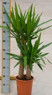 Yucca elephantipes 95 cm (60-30 cm)