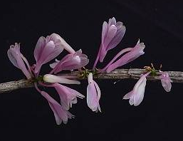 Dendrobium baeuerlenii