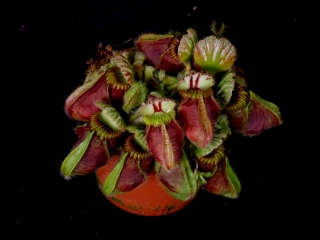 masožravá rostlina Cephalotus folicularis