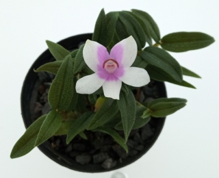 Dendrobium (cuthbertsonii x sulawesii) Pink x cuthbertsonii