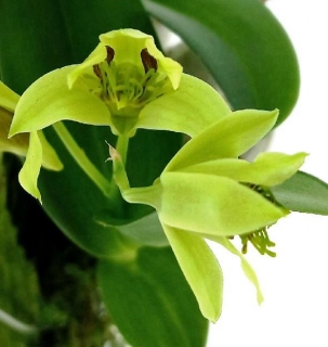 Dendrobium delacourii - navázána