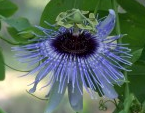 Passiflora Angelo Blue