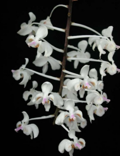 Phalaenopsis celebensis 