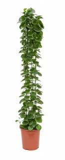 Cissus rotundifolia - 160 cm