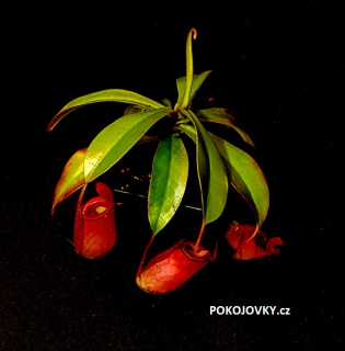  Nepenthes Bloody Mary