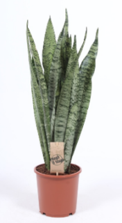 Sansevieria zeylanica - 65 cm