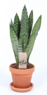 Sansevieria zeylanica - 50 cm, terracotta