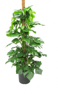 Monstera (Philodendron pertusem) - 170 cm