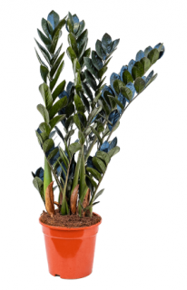 zamioculcas - Zamioculcas zamiifolia ´Raven´ - 95 cm