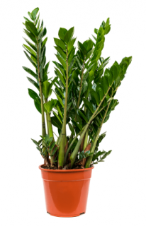zamioculcas - Zamioculcas zamiifolia ´Raven´ - 90 cm
