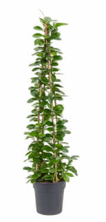 Hoya australis - 120 cm