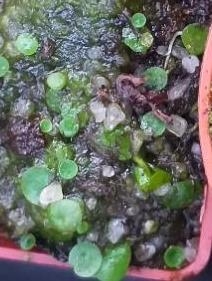masožravá bublinatka Utricularia pubescens