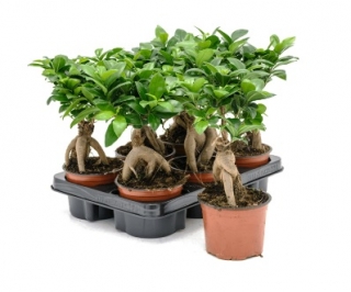 Ficus microcarpa Ginseng - 30 cm