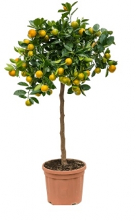 Citrus (Citrofortunella) calamondin 80 cm