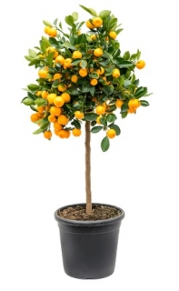Citrus (Citrofortunella) calamondin 110 cm