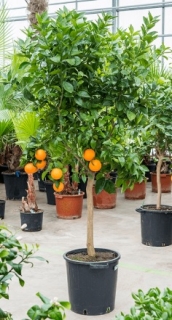 Citrus arancia - 190 cm