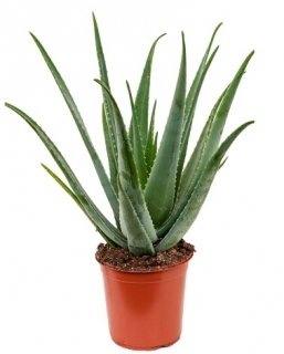 Aloe vera - 75 cm