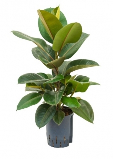 Ficus elastica Robusta - 70 cm - hydroponie 