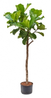 Ficus lyrata - 185 cm - hydroponie