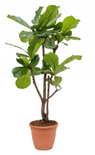 Ficus lyrata - 145 cm