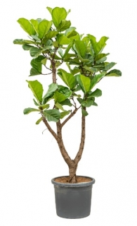 Ficus lyrata - 190 cm