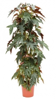 Begonia maculata Wild Romance