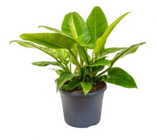Philodendron 'Imperial Green´ - 50 cm