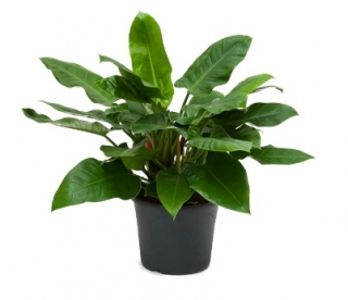 Philodendron 'Imperial Green´ - 90 cm