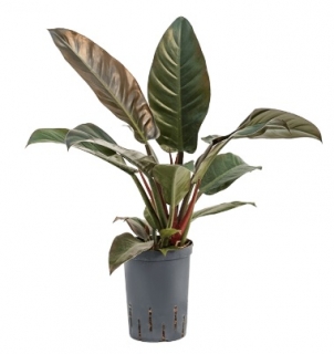 Philodendron 'Imperial Red' - 40 cm - hydroponie