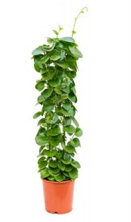 Cissus rotundifolia - 120 cm