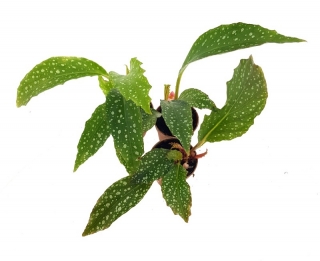 Begonia herbacea