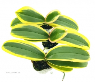 Phalaenopsis Chia E Yenlin Variegata