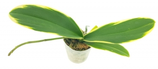 Phalaenopsis Sun Jey Daimond Variegata