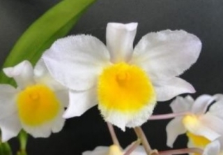 Dendrobium Mem. Christa Erdmann - nakvétající nebo kvetoucí