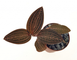 Ludochilus ´Dominyi´ (Ludisia discolor × Anoectochilus roxburghii)