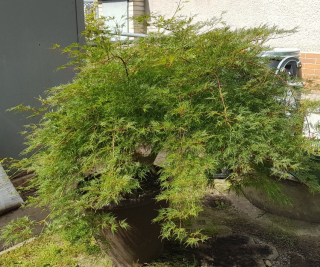 javor dlanitolistý (Acer palmatum) - venkovní