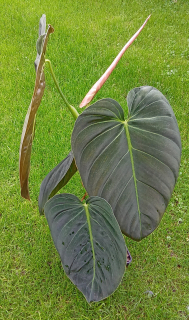 Philodendron melanochrysum - více info k této rostlině v profilu