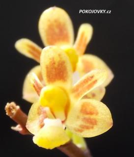 Phalaenopsis chibae (Kingidium) 