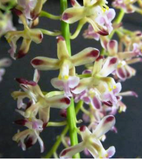 Acriopsis javanica (liliifolia) 
