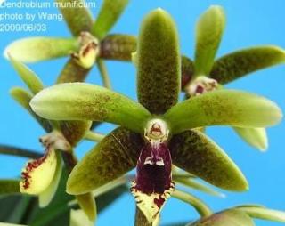 Dendrobium (Ionobulbum) munificum