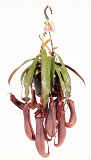 Nepenthes ´Rebeca´