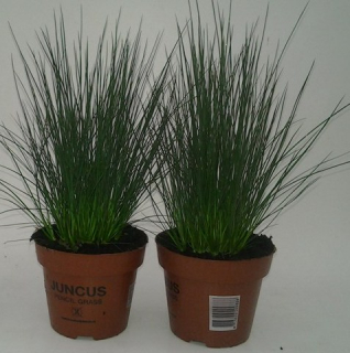 Juncus effusus Pencil grass