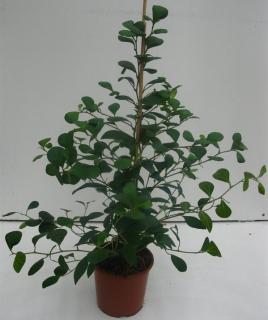 Ficus deltoidea (F. diversifolia) 
