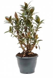 Ficus elastica Melany - 100 cm